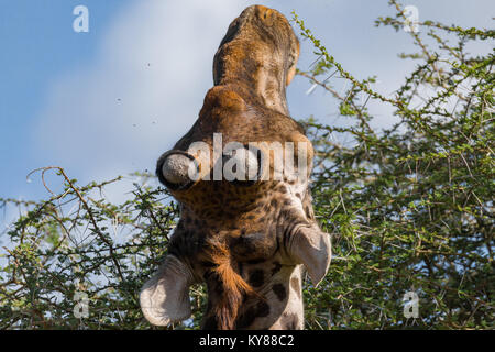 Giraffen füttern auf Blätter in Akazie Krone, in der Mitte der Dornen, portrait Schließen, Zurück, Oktober 2017, Serengeti National Park, Tanzani Stockfoto