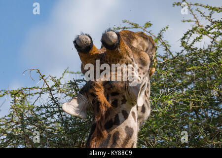 Giraffen füttern auf Blätter in Akazie Krone, in der Mitte der Dornen, portrait Schließen, Zurück, Oktober 2017, Serengeti National Park, Tanzani Stockfoto