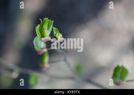 Zweig der Hasel (Corylus) mit frische junge grüne Blätter im Frühling. Die Blätter sind von der Sonne hervorgehoben. Unscharfer Hintergrund, selektive konzentrieren. Stockfoto