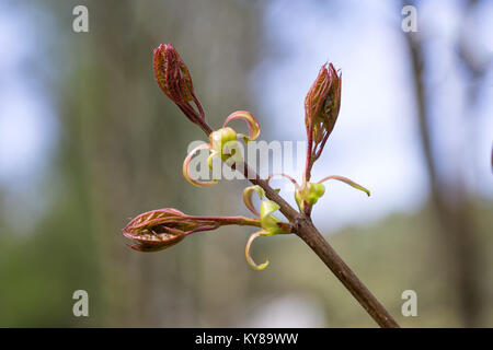 Ahorn Blätter aus den Knospen. Sehr junge frische Ahornblätter im Frühjahr Wald closeup (Acer negundo). Selektiver Fokus, verschwommenen Hintergrund. Stockfoto