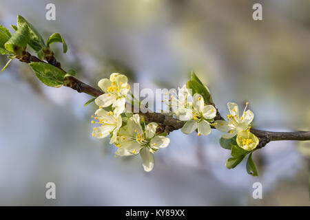 Apple tree branch Blumen auf grünem verschwommenen Hintergrund. Nahaufnahme, selektiven Fokus. Stockfoto