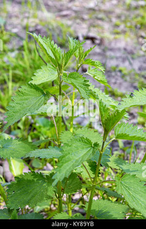 Grüne Blätter der Brennessel (Urtica dioica) in der Natur. Bett von Brennnesseln. Stockfoto