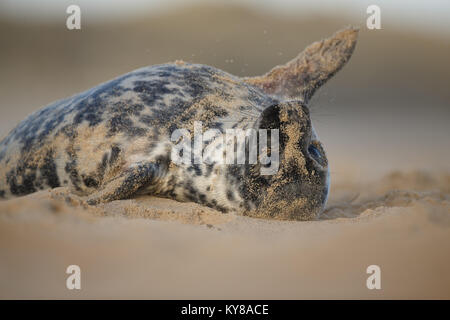 Grau seal Pup lag auf einem Sandstrand Stockfoto