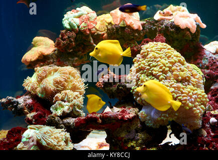 Fische und andere Fauna Korallenriff aquarium Stockfoto
