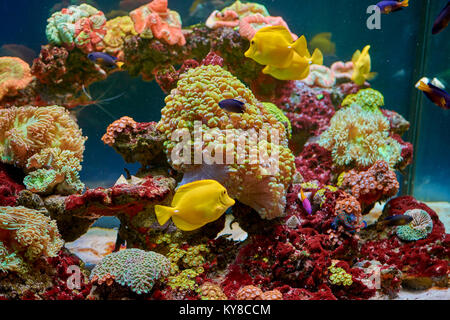 Fische und andere Fauna Korallenriff aquarium Stockfoto