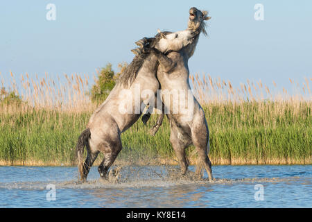 Camargue Pferde Sparring in der Nähe von Saintes Maries de la Mer, Frankreich. Anfang Mai, von Dominique Braud/Dembinsky Foto Assoc Stockfoto