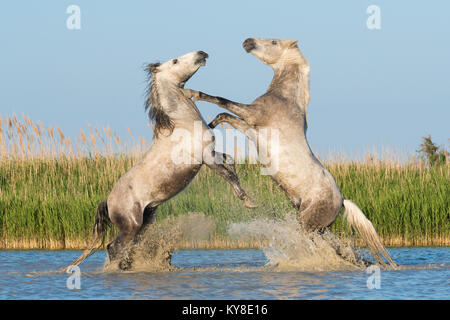 Camargue Pferde Sparring in der Nähe von Saintes Maries de la Mer, Frankreich. Anfang Mai, von Dominique Braud/Dembinsky Foto Assoc Stockfoto