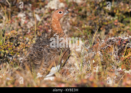 Willow ptarmigan (Lagopus lagopus) Tundra, Quebec, Kanada, von Dominique Braud/Dembinsky Foto Assoc Stockfoto