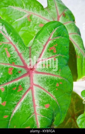 Rot geäderten Führen eines Caladium, eine Gattung von Blütenpflanzen in der Familie der Araceae. Sie sind oft durch den Common Name Herz Jesu bekannt Stockfoto