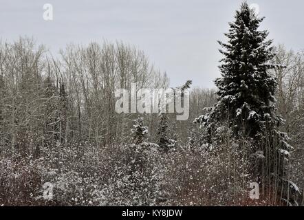 Kalte, schneereiche, schönen Spaziergang im Wald am 12. Januar 2018 auf 3.50 Uhr. Stockfoto