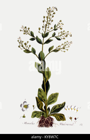 Diese botanische Illustration aus „Flora Batava“, Band V1, zeigt Samolus valerandi, allgemein bekannt als der Wasserpimpernel. Die Arbeit zeigt die detaillierten Merkmale der Anlage und trägt zu den botanischen Studien in den Niederlanden bei. Stockfoto