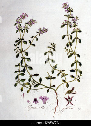 Diese botanische Illustration aus „Flora Batava“ zeigt Thymus serpyllum, allgemein bekannt als kriechender Thymian. Die Abbildung zeigt die Eigenschaften der Pflanze und trägt zu botanischen Studien der einheimischen Flora bei. Stockfoto