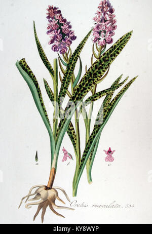 Eine Illustration der Orchis maculata, allgemein bekannt als gefleckte Orchidee, aus der Serie Flora Batava, die ihre botanischen Merkmale in einer genauen, detaillierten Darstellung aus dem 18. Jahrhundert zeigt. Stockfoto