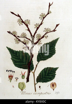 Illustration von Ulmus campestris (Feldulme) aus Flora Batava, in der Morphologie, Blätter, Äste und Merkmale dieser europäischen Baumarte in niederländischen botanischen Sammlungen des 19. Jahrhunderts beschrieben werden. Stockfoto