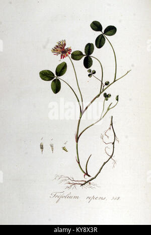 Diese Abbildung zeigt Trifolium repens, allgemein bekannt als Weißklee, und hebt seine botanischen Eigenschaften, den europäischen Lebensraum und die Rolle in Grünlandökosystemen hervor. Stockfoto