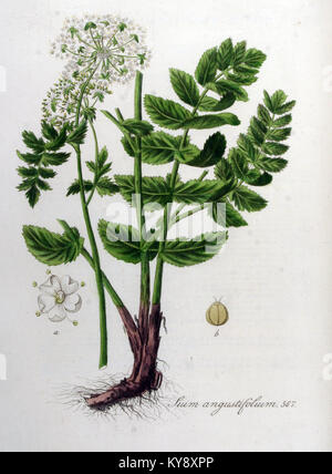 Eine botanische Illustration aus „Flora Batava“, die Sium angustifolium zeigt, eine Pflanzenart, die in Europa heimisch ist und in der berühmten botanischen Arbeit zu sehen ist. Stockfoto