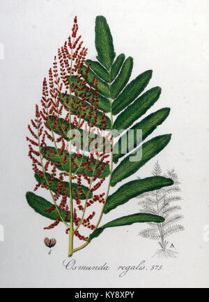 Osmunda regalis, allgemein bekannt als königlicher Farn, ist in Flora Batava dokumentiert und weist große Wedel und fruchtbare Blattstrukturen auf, die typisch für europäische Farne sind. Stockfoto
