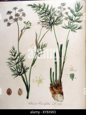 Eine Illustration von Selinum carvifolia, einer Pflanzenart aus der Serie Flora Batava, die ihre botanischen Merkmale und ihre Bedeutung für die europäischen Pflanzenstudien des 18. Jahrhunderts darstellt. Stockfoto