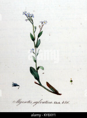 Illustration von *Myosotis sylvatica* (Holz Vergissmeinnicht) aus *Flora Batava* Band 1, mit botanischen Merkmalen und heimischem Lebensraum in den Niederlanden. Stockfoto