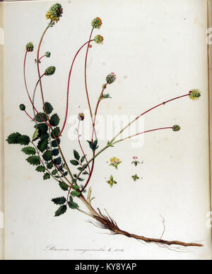 Diese botanische Illustration von Flora Batava zeigt Poterium sanguisorba, eine Pflanze, die für ihren medizinischen und ökologischen Wert bekannt ist. Das detaillierte Kunstwerk zeigt die Struktur der Pflanze und ihre Rolle in der lokalen Flora. Stockfoto