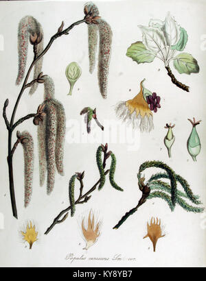 Botanische Illustration von Populus canescens (graue Pappel) aus Flora Batava mit morphologischen Merkmalen und europäischer Verbreitung. Stockfoto