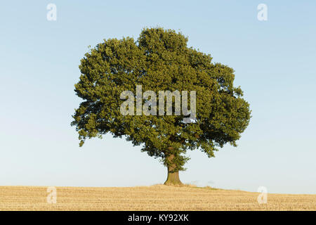 Englisch Eiche (Quercus robur) Baum, im Bereich der reife Gerste stehend, West Yorkshire, England, August Stockfoto