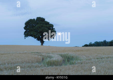 Englisch Eiche (Quercus robur) Baum, im Bereich der Gerste stehend, in der Dämmerung, mit steigenden Mond, Scacroft, Leeds, West Yorkshire, England, Juli Stockfoto