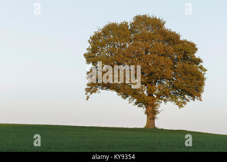 Englisch Eiche (Quercus robur) Baum, im Bereich der Unreife Gerste stehend, West Yorkshire, England, kann Stockfoto