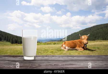 Glas frische Milch vor dem Hintergrund der Liegende Kuh auf der Weide. Das Konzept der natürliche Nahrung. Stockfoto