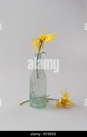 Zwei chrysanthemum Blumen mit dünnen langen gelben Blüten in ein antikes Glas Flasche auf einen hellgrauen Hintergrund. Stockfoto