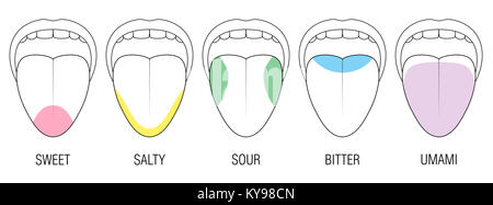 Menschliche Zunge mit fünf Geschmack Bereiche - bitter, sauer, süß, salzig und umami Wahrnehmung - farbige Abteilung mit Zonen mit unterschiedlicher Gaumen. Stockfoto