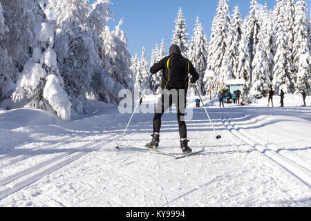 Winter in den Bergen. Männliche Skifahrer auf gespurten Loipen für Langlauf. Bäume mit frischem Schnee in sonniger Tag im Riesengebirge, Riesengebirge Stockfoto