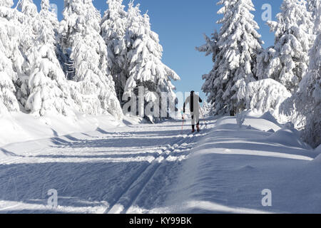 Winter in den Bergen. Männliche Skifahrer auf gespurten Loipen für Langlauf. Bäume mit frischem Schnee in sonniger Tag im Riesengebirge, Riesengebirge Stockfoto