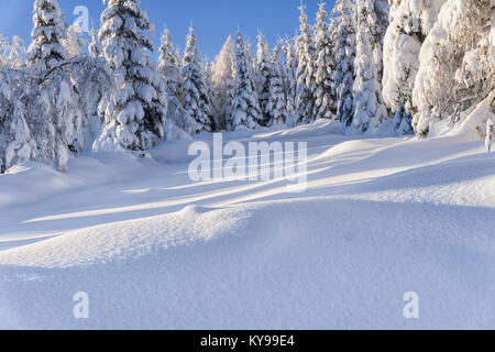 Von der Sonne beleuchtete Schnee-bedeckten Bäume und Lärchen im Hintergrund des blauen Himmels Fichte. Sonnigen Wintertag. Winter Berglandschaft. Stockfoto