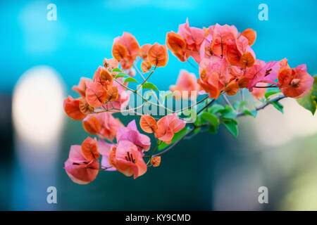 Bougainvillea ist ein dorniges dekorativen Ranken, Büsche und Bäume mit Blume - wie der Frühling Blätter in der Nähe von Blumen. Stockfoto