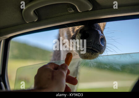 Eine Person, die Fütterung eine Giraffe mit einer Möhre aus einem Auto in einem Safari Reise Stockfoto