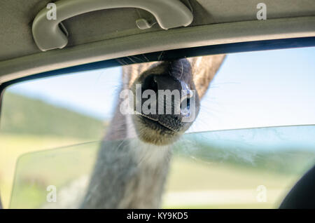 Giraffe draußen ein Auto Fenster in Safari Reise Stockfoto