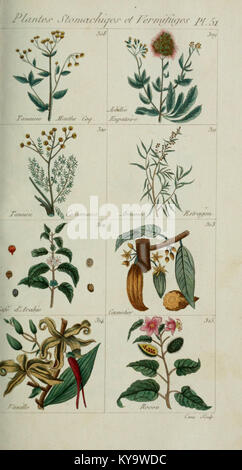 Plantes usuelles, Indigènes et Exotiques (PL. 51) (6104001392) Stockfoto