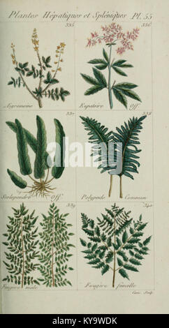 Plantes usuelles, Indigènes et Exotiques (PL. 55) (6104002376) Stockfoto