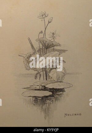 Georges Picards Fotografie mit dem Titel „Séraphine“ fängt das Wesen von Séraphine Louis ein, einer französischen Volkskünstlerin, die für ihre lebendigen, autodidaktischen Gemälde bekannt ist. Das Bild unterstreicht ihren einzigartigen künstlerischen Stil und ihre kulturelle Bedeutung. Stockfoto