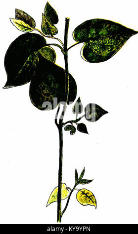 Vulcanus medicinales de las Repúblicas Oriental y Argentinien pg 45 Stockfoto