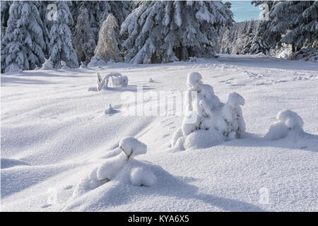 Kleine Tannen bedeckt mit frischem Schnee in sonniger Tag und Tierspuren im Schnee. Winter im Bergwald. Stockfoto