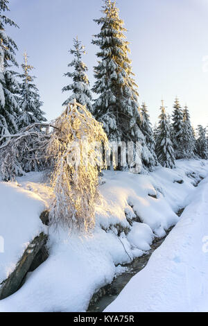 Einsame Birke mit Frost von der Sonne beschienen. Winterlandschaft. Stockfoto