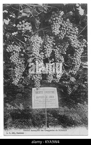 Dieses Bild zeigt ein Dokument über die Sociétés anonymes des grapperies de Somain, ein 1889 in Somain gegründetes Weinbauunternehmen. Stockfoto