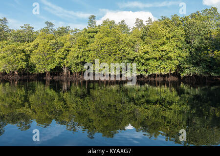 Ruhiges Wasser und Reflexionen in Mangroven in der Nähe von Tangkoko National Park, Nord Sulawesi, Indonesien. Stockfoto