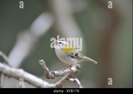 Gemeinsame Firecrest-eurasischen Firecrest (Regulus ignicapillus) singen auf eine Filiale im Frühjahr Stockfoto