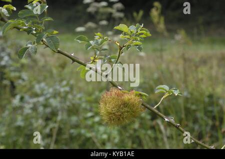 Rose bedeguar Gall - Robin's Nadelkissen Gall (Diplolepis rosae) reife Nadelkissen Gall auf Heckenrose (Rosa Canina) durch Diplolepis rosae im Sommer verursacht Stockfoto