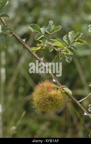 Rose bedeguar Gall - Robin's Nadelkissen Gall (Diplolepis rosae) reife Nadelkissen Gall auf Heckenrose (Rosa Canina) durch Diplolepis rosae im Sommer verursacht Stockfoto