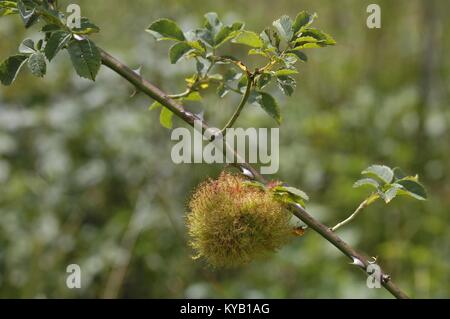 Rose bedeguar Gall - Robin's Nadelkissen Gall (Diplolepis rosae) reife Nadelkissen Gall auf Heckenrose (Rosa Canina) durch Diplolepis rosae im Sommer verursacht Stockfoto