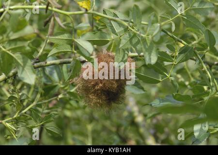 Rose bedeguar Gall - Robin's Nadelkissen Gall (Diplolepis rosae) reife Nadelkissen Gall auf Heckenrose (Rosa Canina) durch Diplolepis rosae im Sommer verursacht Stockfoto